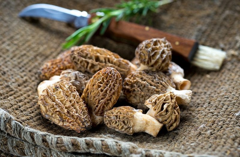 foraged morel mushrooms