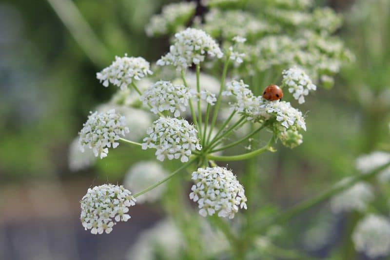 Poison hemlock is a highly toxic plant that every forager should know how to identify. Here are identification tips along with differences between poison hemlock and popular edible and medicinal wild plants like queen anne's lace and yarrow. a close up of a poison hemlock flower