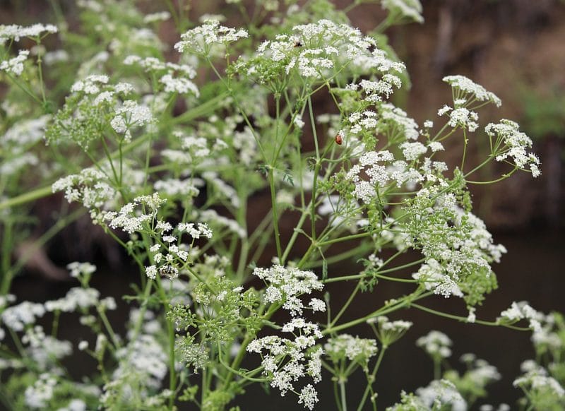 many poison hemlock flowers showing the compound umbel shape