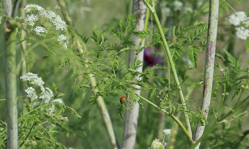 Poison hemlock is a highly toxic plant that every forager should know how to identify. Here are identification tips along with differences between poison hemlock and popular edible and medicinal wild plants like queen anne's lace and yarrow. a close up showing the leaves and flowers of poison hemlock