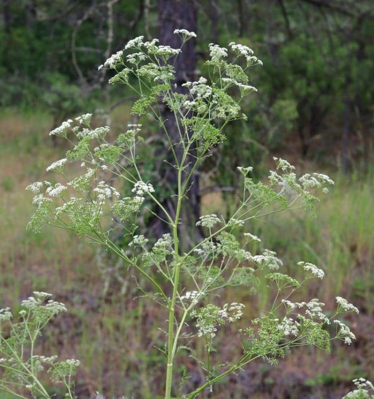 Poison Hemlock How to Identify and Potential Lookalikes
