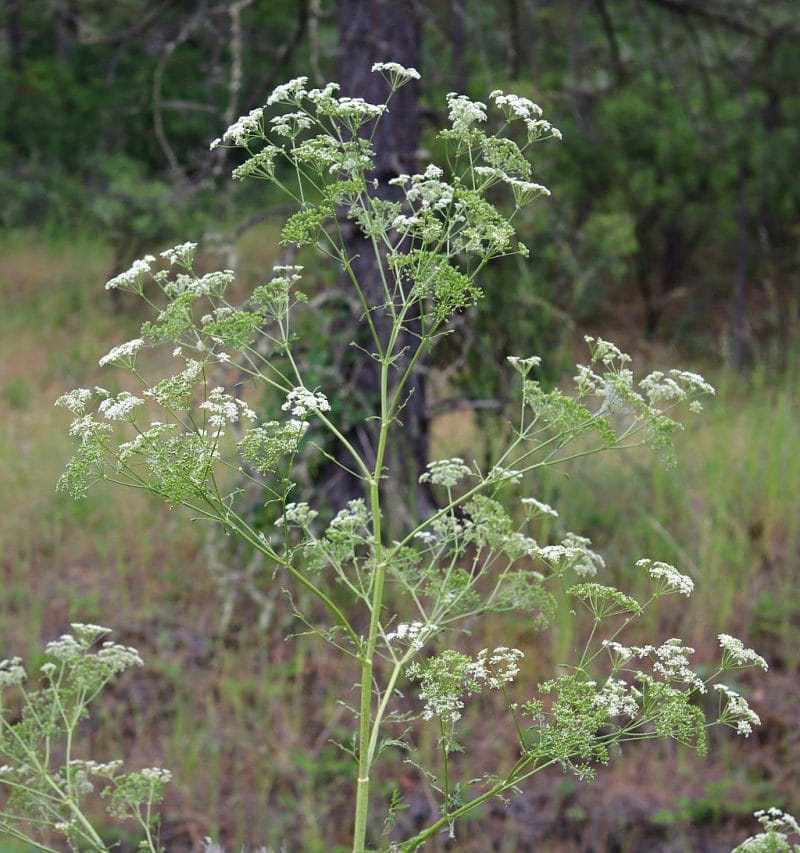 Poison Hemlock How to Identify and Potential Lookalikes