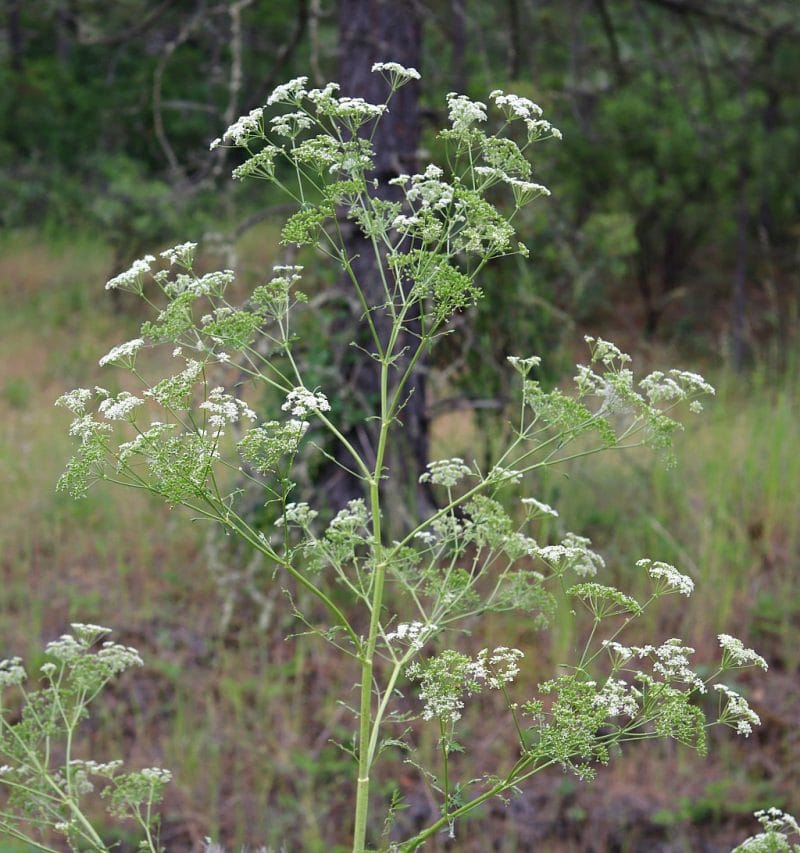 the top half of a tall poison hemlock plant that is in bloom