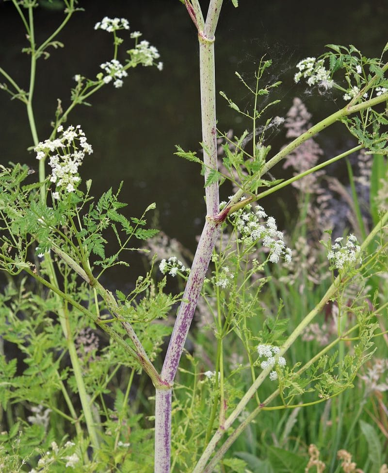 Poison hemlock is a highly toxic plant that every forager should know how to identify. Here are identification tips along with differences between poison hemlock and popular edible and medicinal wild plants like queen anne's lace and yarrow. a close up of the stem of poison hemlock that shows the purple splotches and streaks