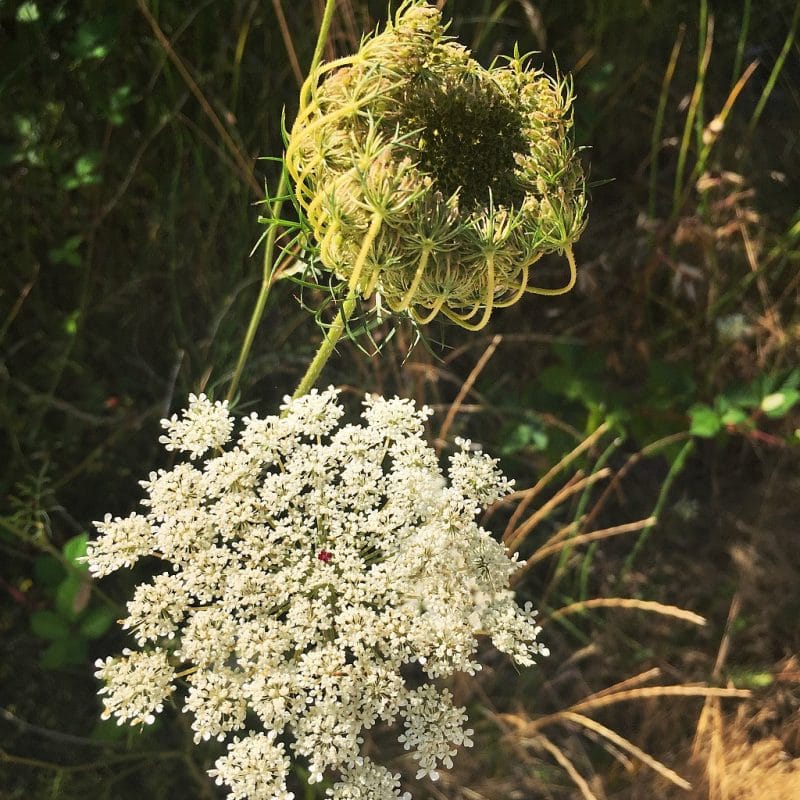 two Queen Anne's lace flowers, one showing the red dot in the center, the other showing the curled up bird nest shape