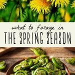 Dandelions and foraged fiddlehead ferns on a wood table.