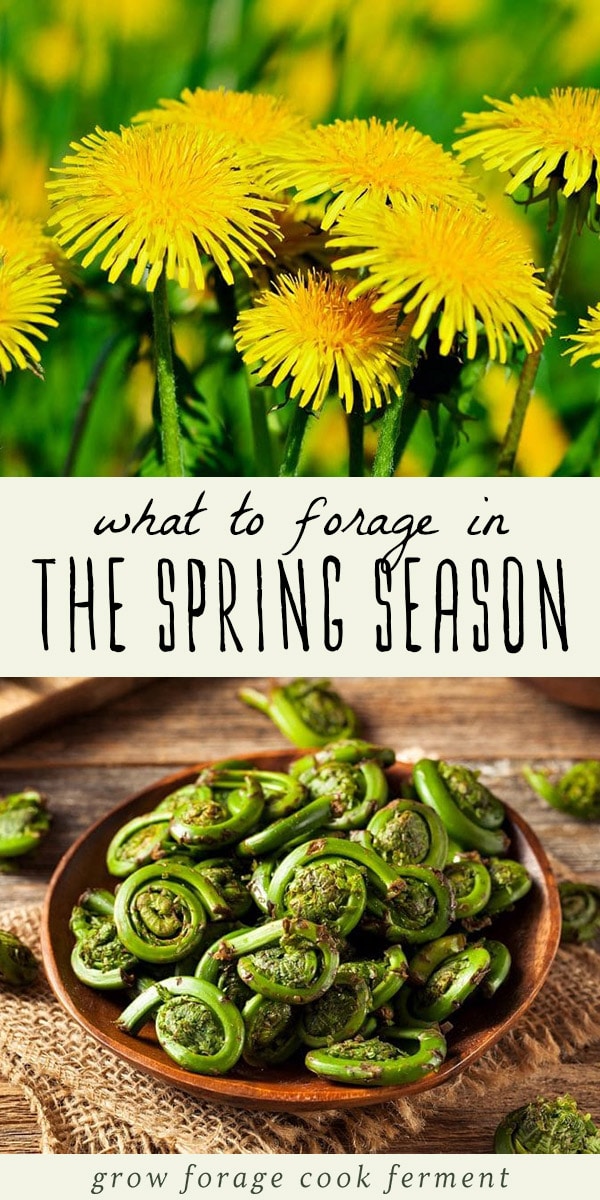 Spring is a great time for foraging! Learn what to forage in spring with this list of 20 edible and medicinal plants and fungi. Spring foraging is fun! #foraging #spring #wildcrafting