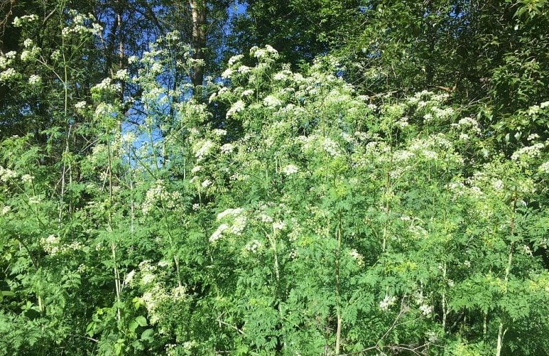 thicket of poison hemlock growing near a park