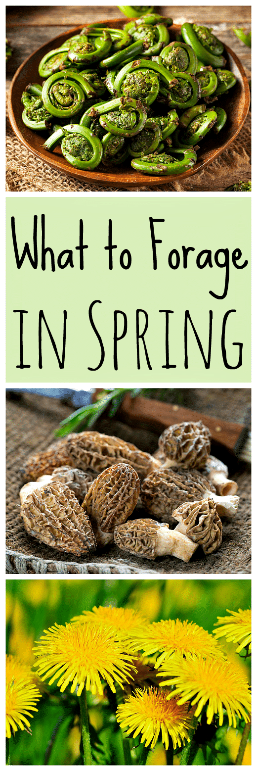 Spring is a great time for foraging! Learn what to forage in spring with this list of 20 edible and medicinal plants and fungi. Spring foraging is fun! #foraging #springforaging