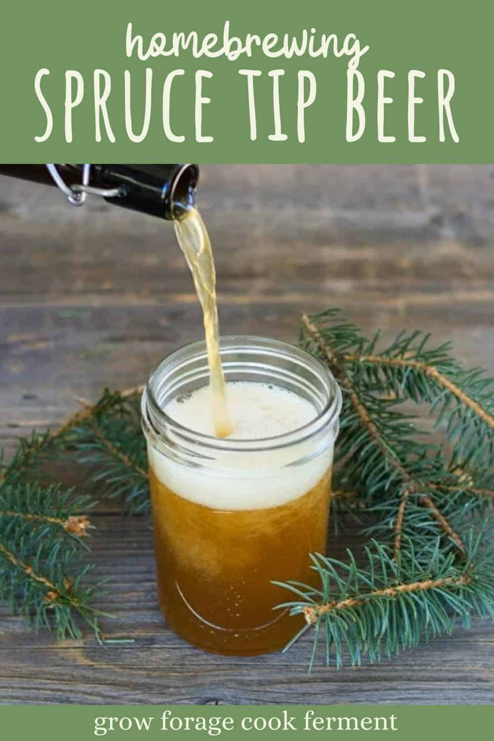 Spruce Beer Homebrew Recipe (made with spruce tips)