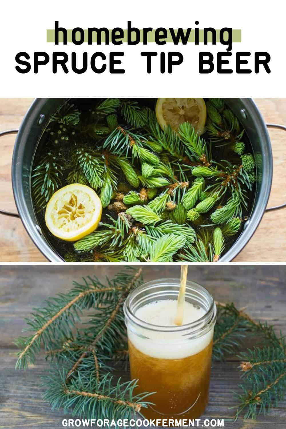 Spruce Beer Homebrew Recipe (made with spruce tips)