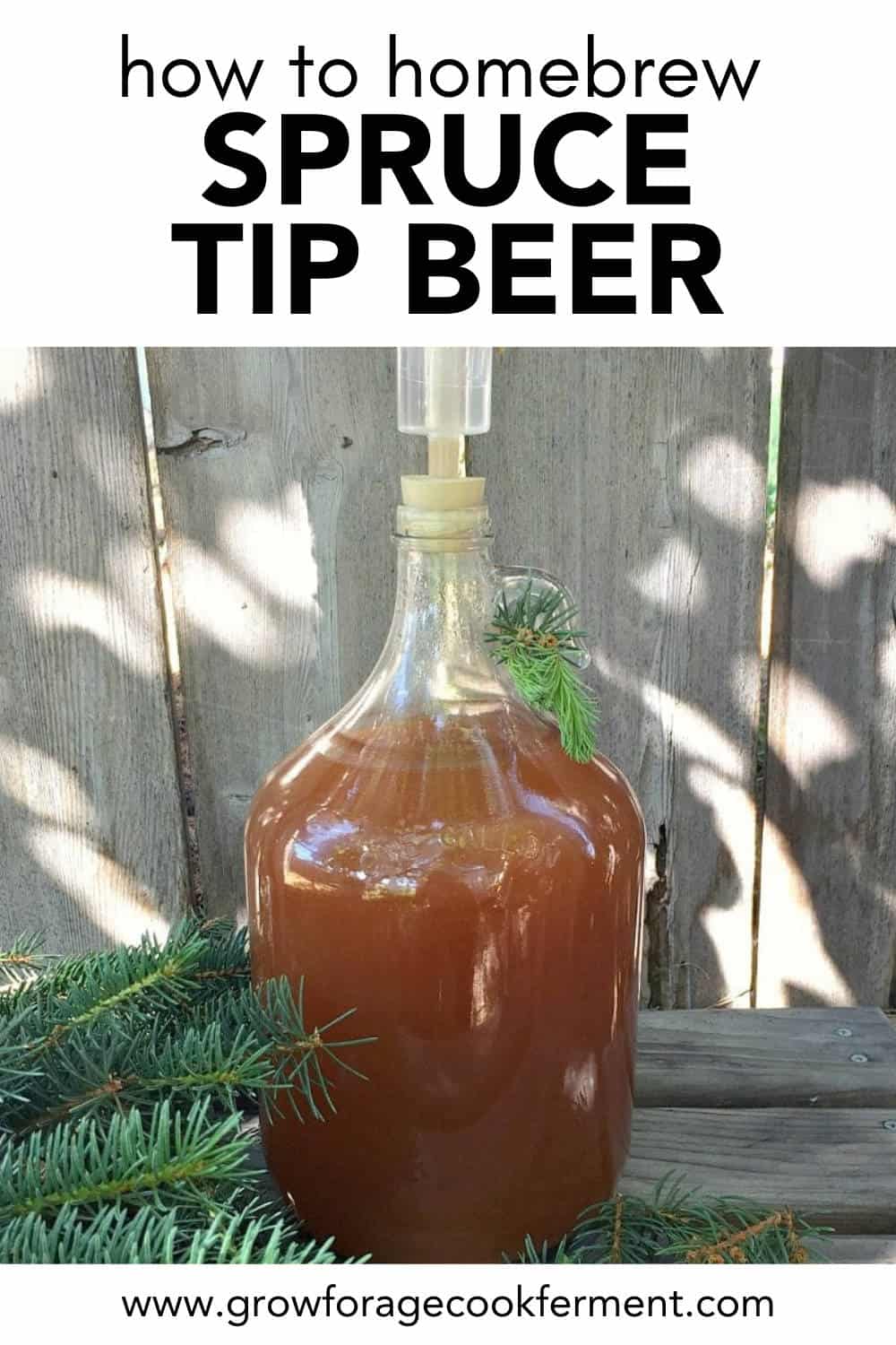 Spruce Beer Homebrew Recipe (made with spruce tips)