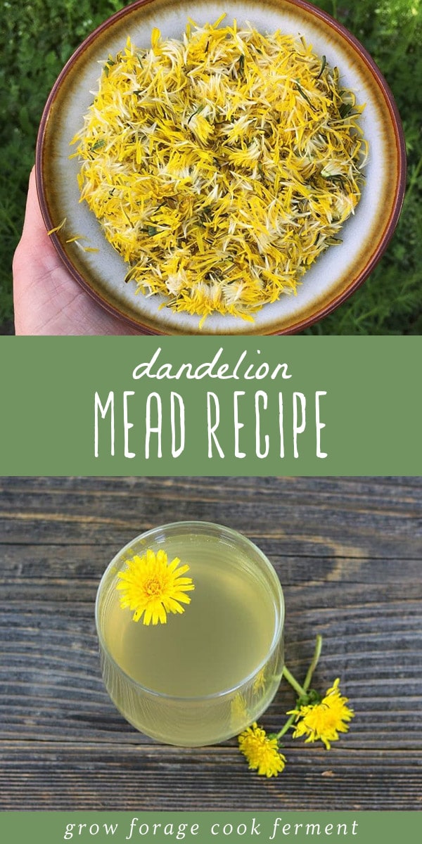 Learn how to make dandelion mead with your foraged dandelions! It is similar to the old school recipe for dandelion wine, but made with honey instead. #dandelion #mead #dandelionwine #homebrew #fermenting
