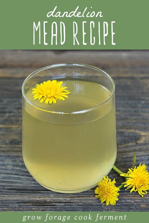 Learn how to make dandelion mead with your foraged dandelions! It is similar to the old school recipe for dandelion wine, but made with honey instead. A glass of dandelion mead garnished with fresh dandelion flowers.