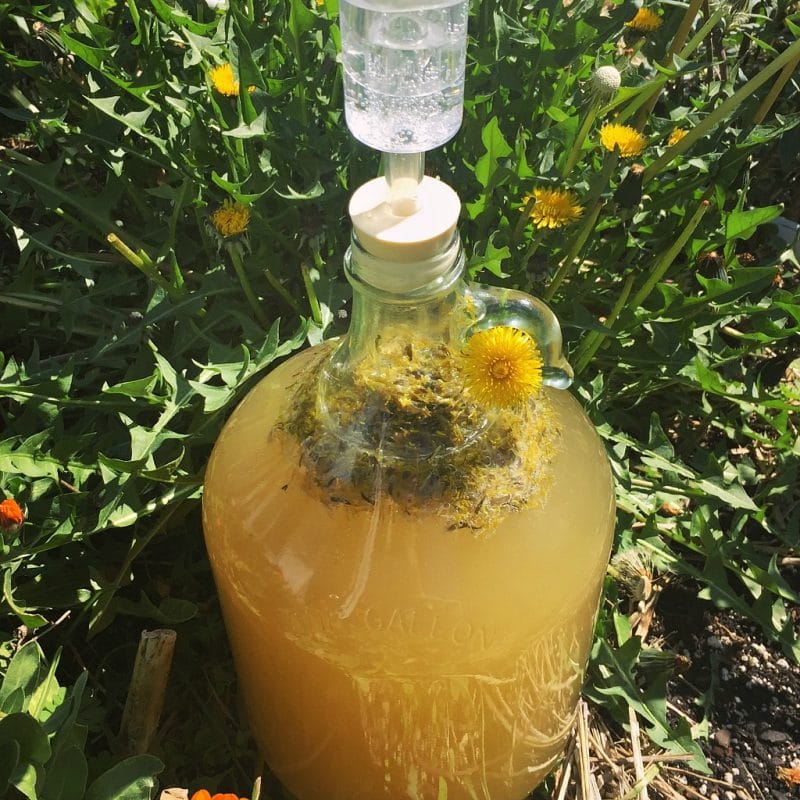 a one gallon jug of dandelion mead brewing with an airlock on top sitting next to a dandelion plant