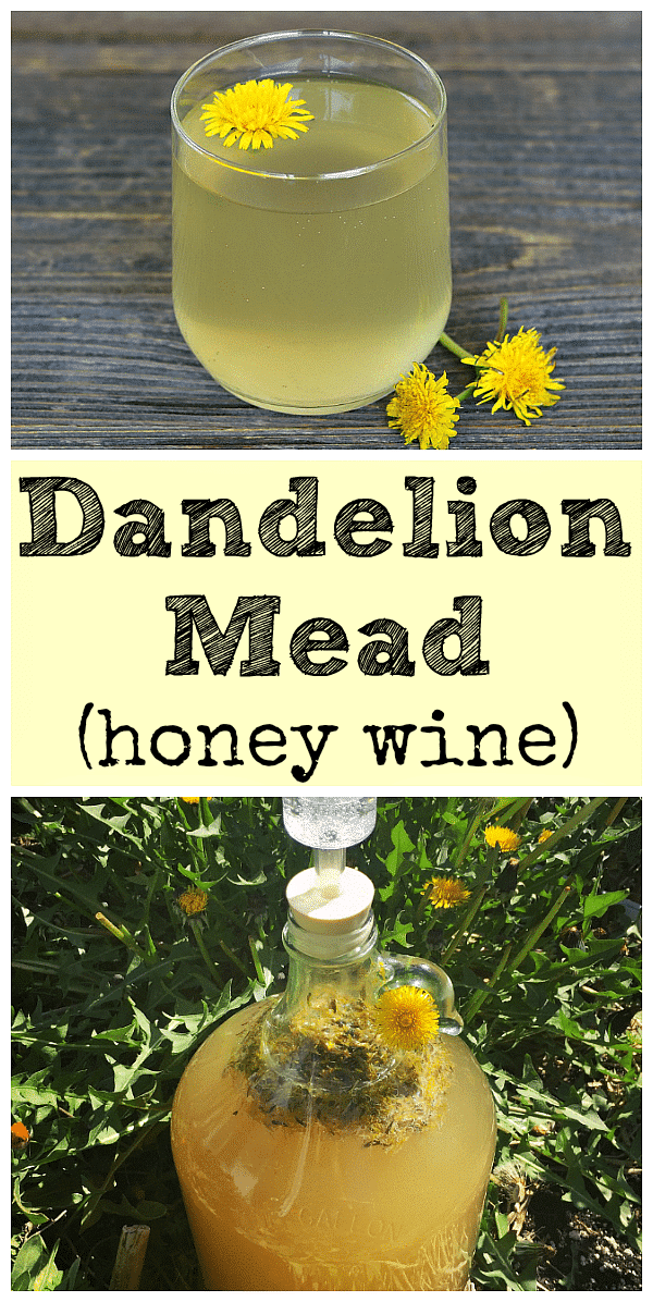 Learn how to make dandelion mead with your foraged dandelions! It is similar to the old school recipe for dandelion wine, but made with honey instead. #dandelion #mead #dandelionwine #homebrew #fermenting