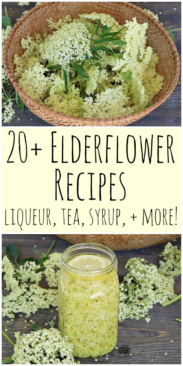 When elderflowers are in season make these great elderflower recipes! Includes recipes for elderflower cordial, liqueur, tea, jelly, cake, and more! #elderflower #elderflowerrecipes #elderflowercordial #elderflowerliqueur #elderflowertea #elderflowersyrup #elderflowersoda #elderflowercake #elderflowerjelly