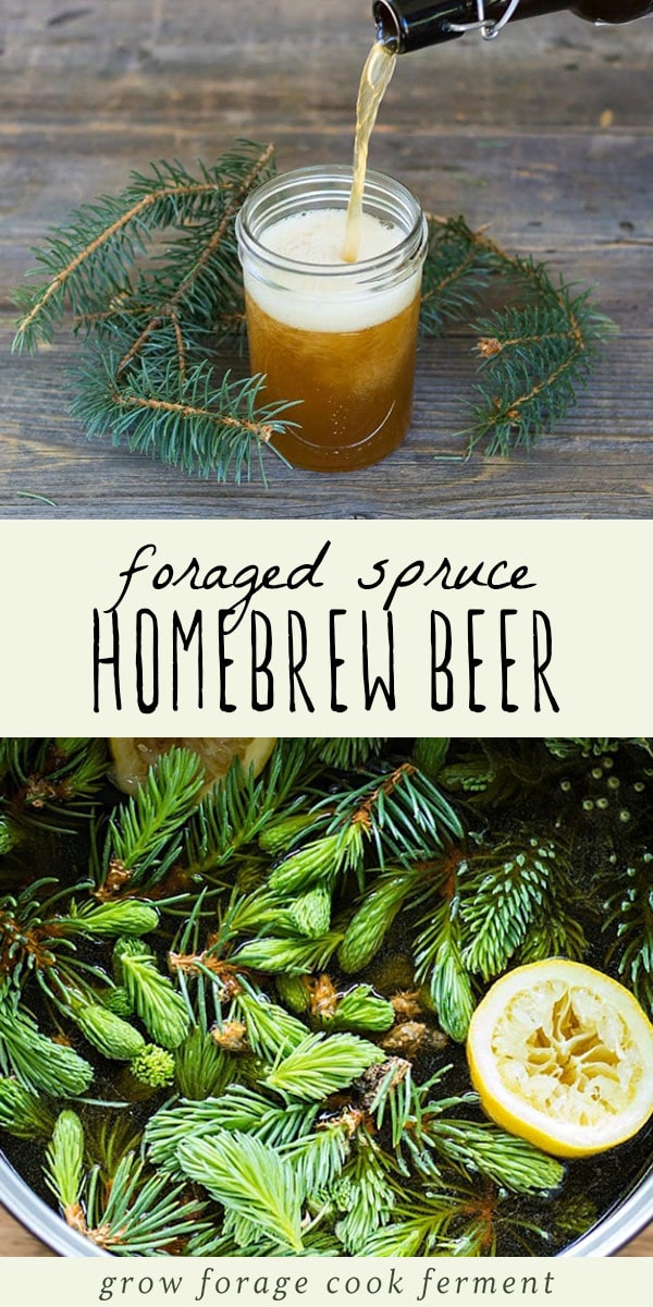 Homebrewing is one of my favorite things to do, but I especially love it when I can incorporate foraged ingredients. This delicious and refreshing spruce beer recipe is easy to make and uses foraged spruce tips or any other edible conifer needles. If you're a fan of making homebrew, this is a great recipe to try in the winter! #foraging #homebrew