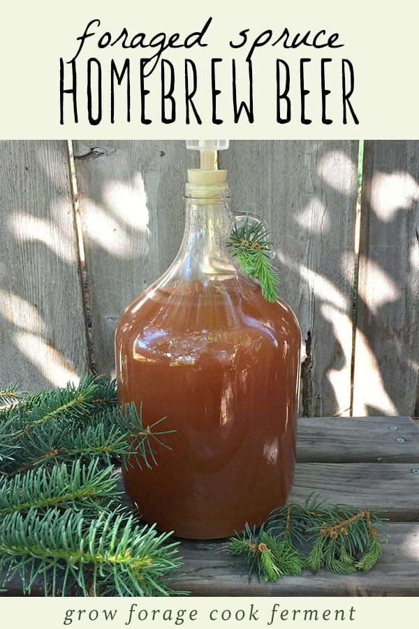 a one gallon jug of spruce beer brewing
