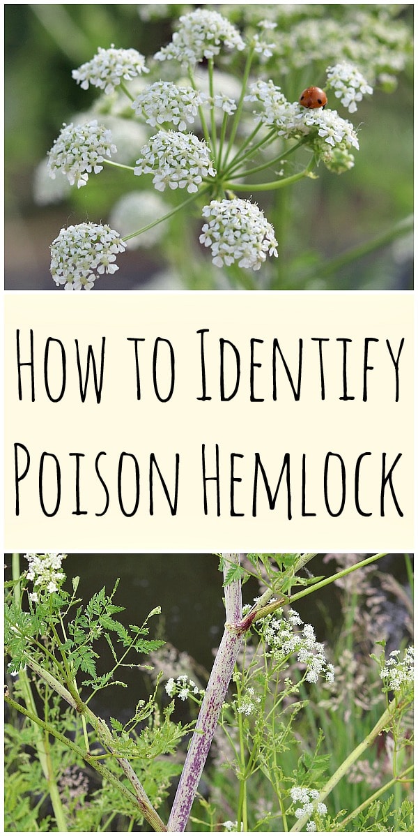 Poison hemlock is a highly toxic plant that every forager should know how to identify. Here are identification tips along with differences between poison hemlock and popular edible wild plants. #foraging #wildcrafting #poisonhemlock #hemlock