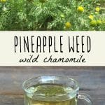 A pineapple weed (wild chamomile) plant, and a glass of pineapple weed tea.