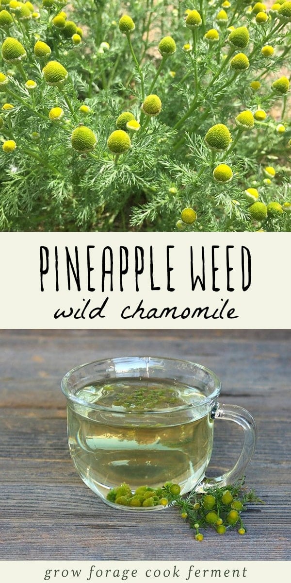 Foraging for Pineapple Weed (Wild Chamomile) + Pineapple Weed Tea