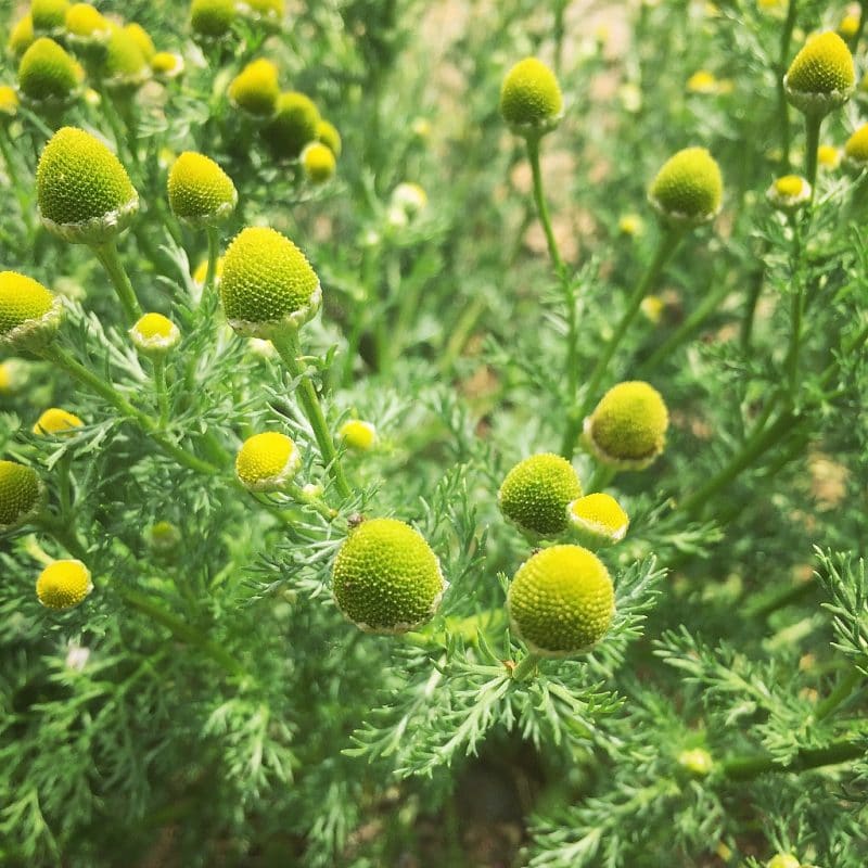 Foraging for Pineapple Weed (Wild Chamomile) + Pineapple Weed Tea