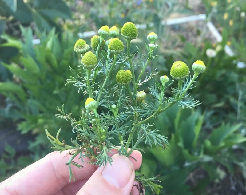A hand holding a small bunch of pineapple weed. 