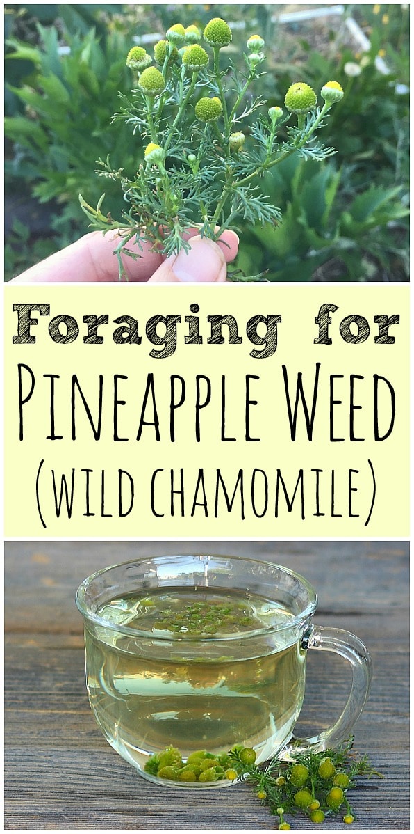 Pineapple weed, also known as wild chamomile, is easy to forage for. It is a common plant that is edible and had many medicinal benefits! #pineappleweed #wildchamomile #foraging #wildcrafting #tea