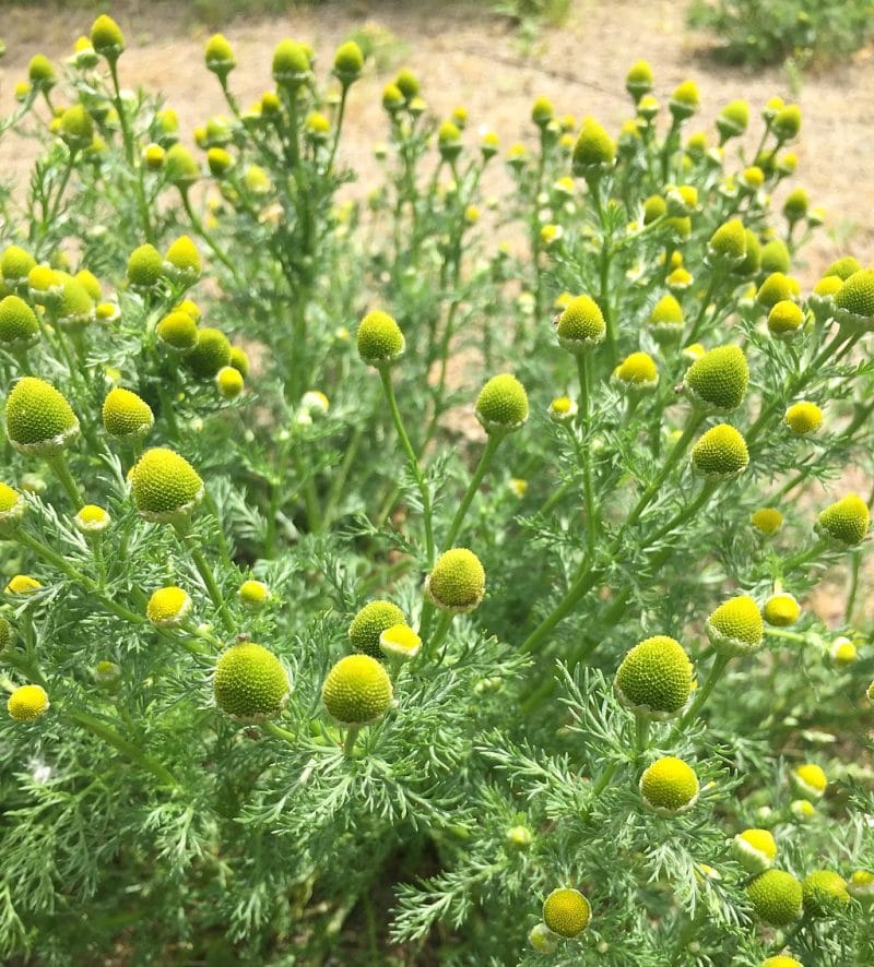 pineapple weed plant showing the flowers and leaves