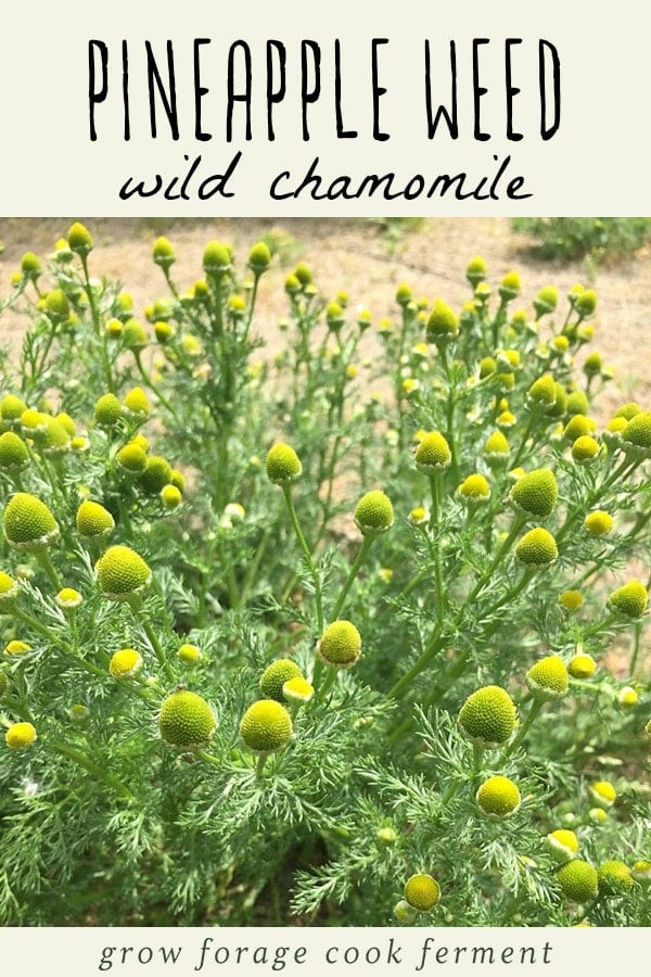 A large pineapple weed (wild chamomile) plant.