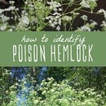 Images showing how to identify poison hemlock.