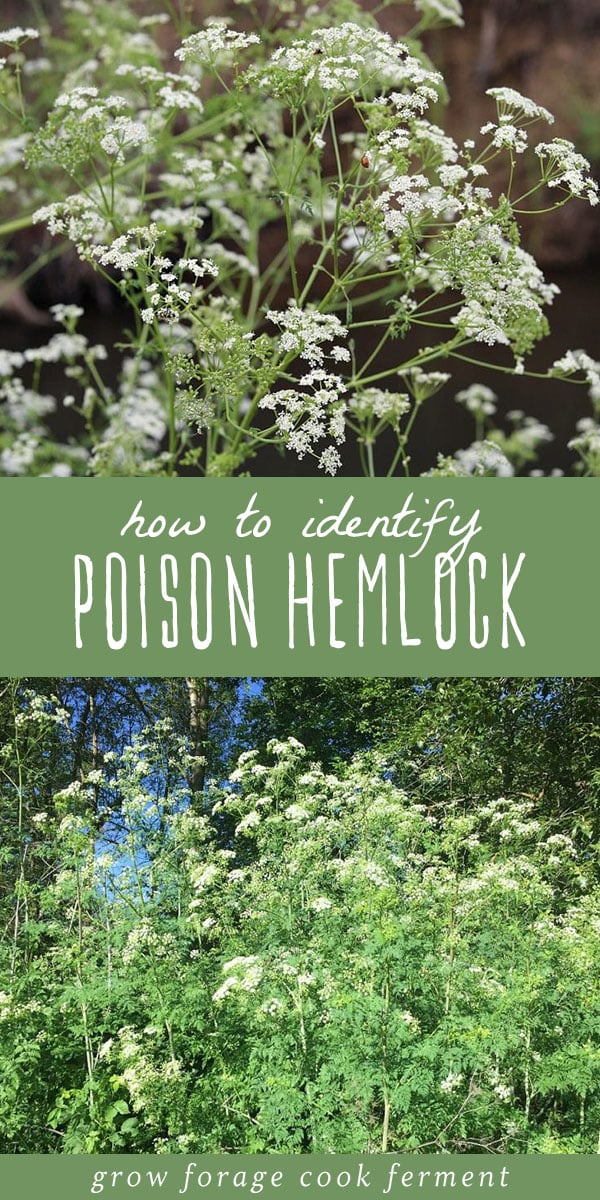 Poison hemlock is a highly toxic plant that every forager should know how to identify. Here are identification tips along with differences between poison hemlock and popular edible wild plants. #foraging #wildcrafting #hemlock