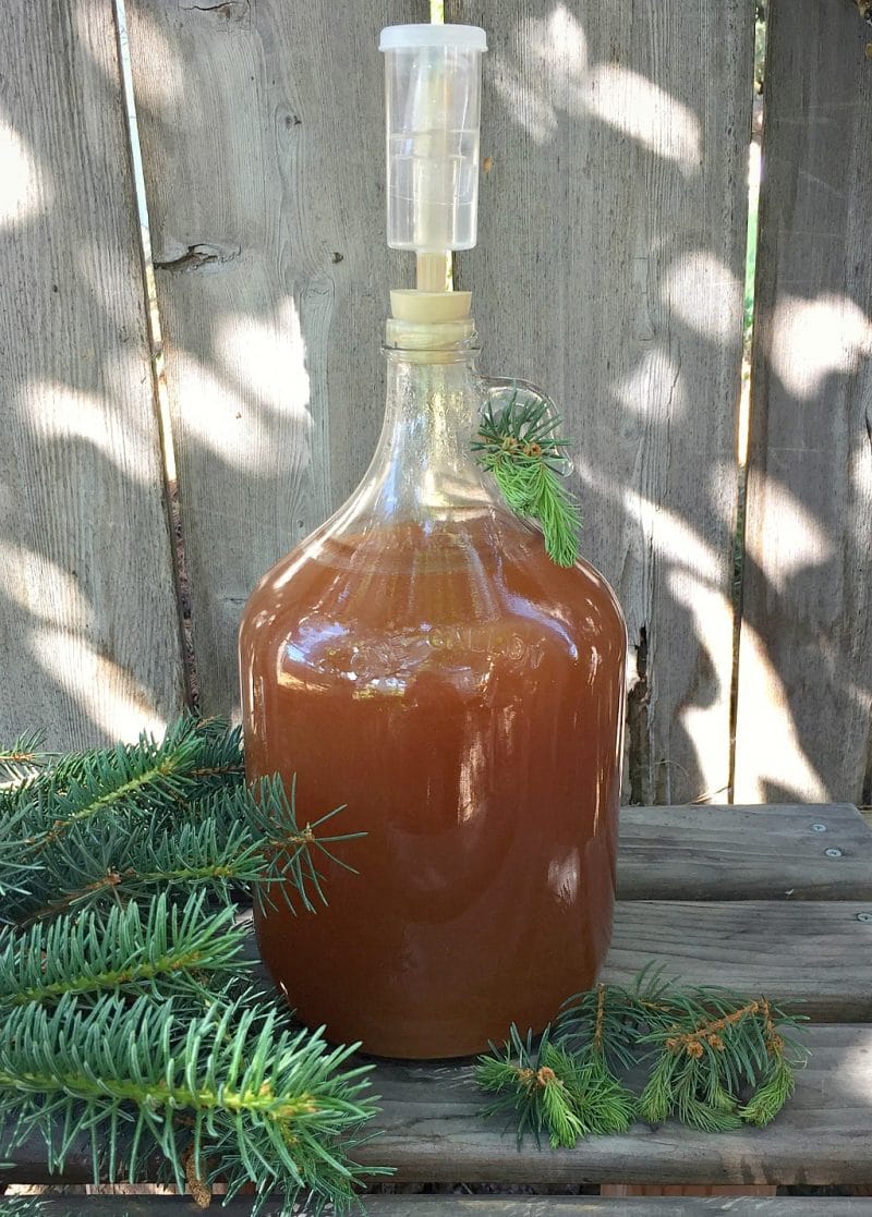 a one gallon jug with a airlock of fermenting spruce beer
