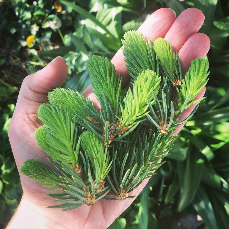 a hand holding foraged spruce tips