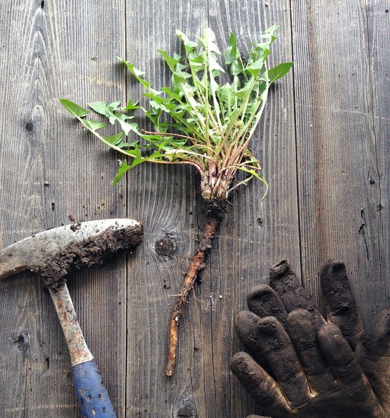 a foraged dandelion root on a table with a garden pick and gloves