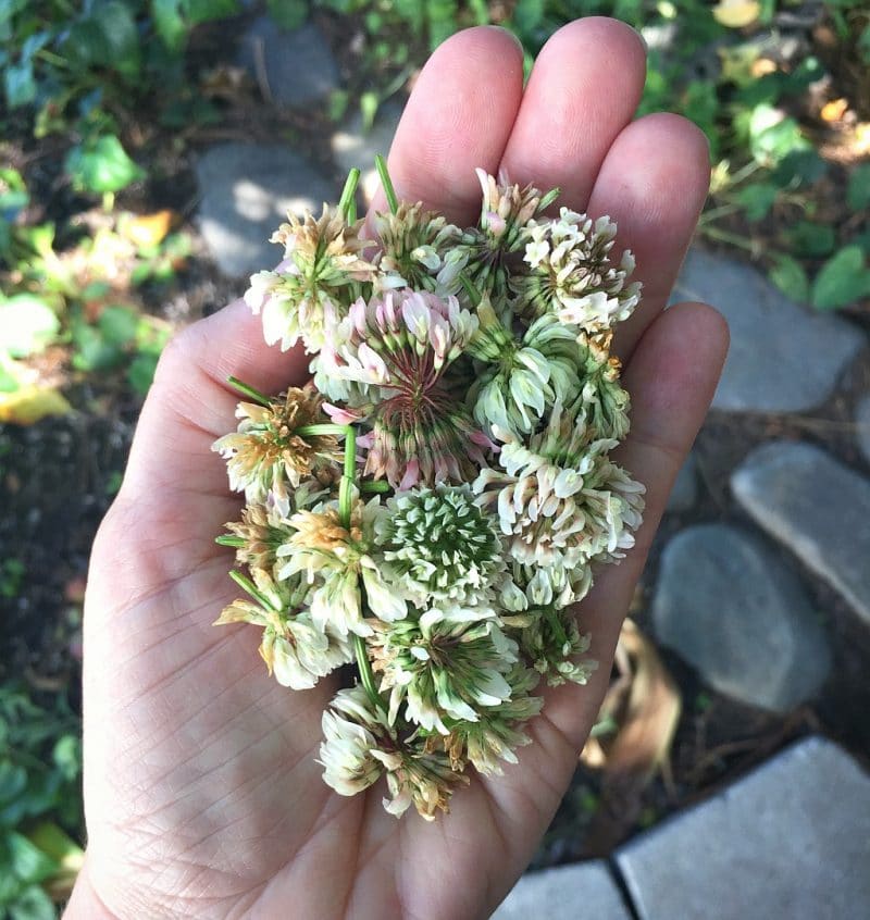 A hand holding a pile of white clover blossoms. 