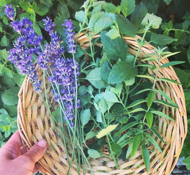 a harvest basket of lavender, lemon balm, and lemon verbena