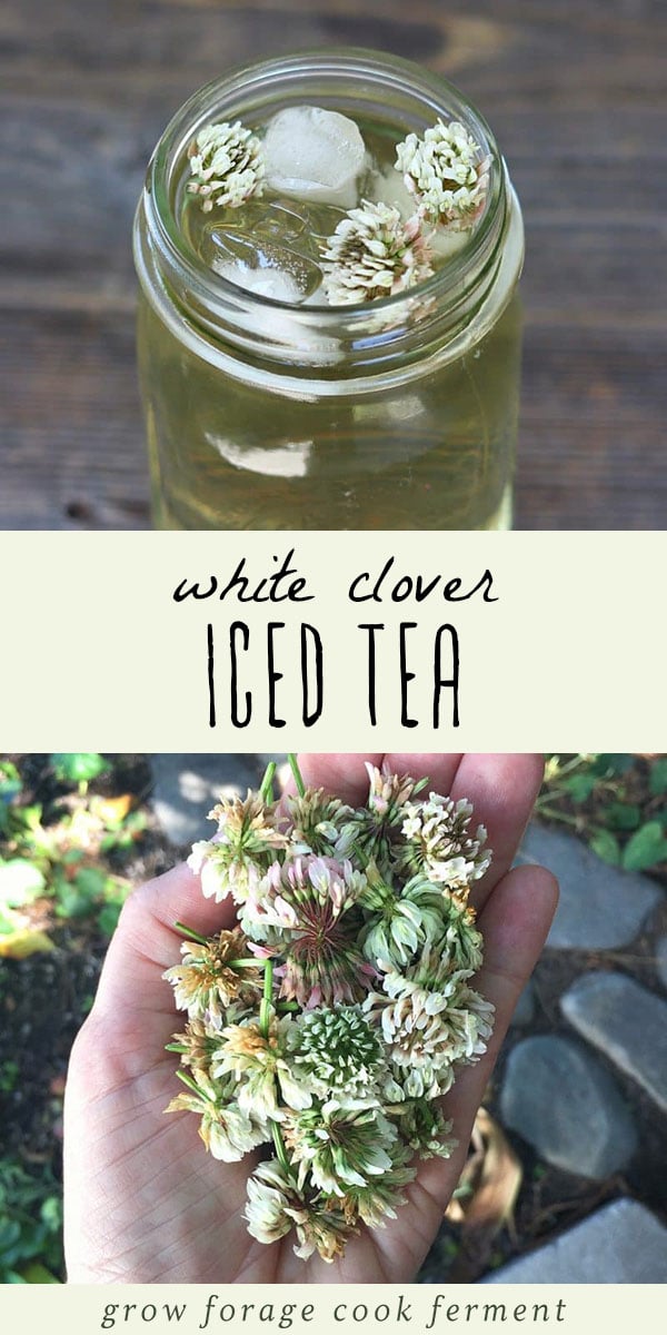 White clover iced tea is not only delicious, but is also high in vitamins and minerals. Learn how to make this tasty and refreshing foraged drink! #wildcrafting #herbalism