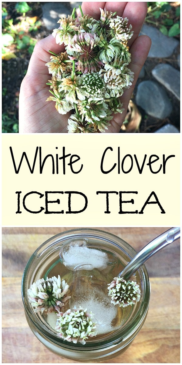White clover iced tea is not only delicious, but is also high in vitamins and minerals. Learn how to make this tasty and refreshing foraged drink! #whiteclover #clover #clovertea #whiteclovertea #whiteclovericedtea #foraging #wildcrafting #herbalism
