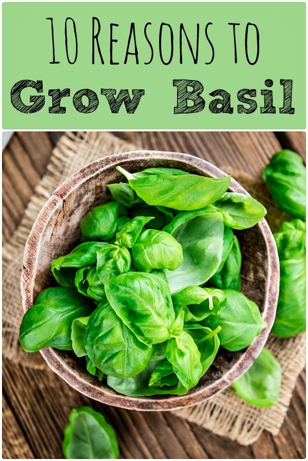 Basil is a common herb that is most often used in the kitchen, but it is also good for the garden and has amazing health benefits! Learn about 10 reasons to grow basil and the benefits of basil. #basil #herbgarden #herbalism #pesto #basiltea a wooden bowl full of fresh basil