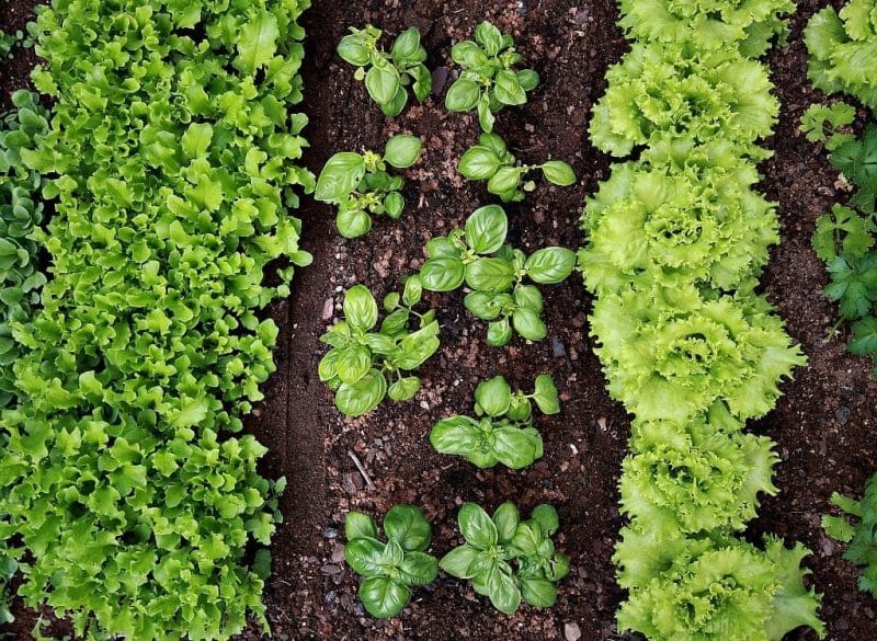 a row of basil planted between rows of lettuce in the garden