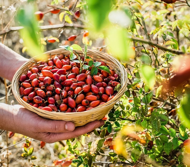 two hands holding a basket of foraged rose hips