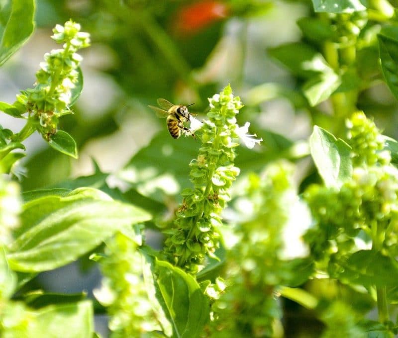 Basil is a common herb that is most often used in the kitchen, but it is also good for the garden and has amazing health benefits! Learn about 10 reasons to grow basil and the benefits of basil. a honey bee on a white basil flower