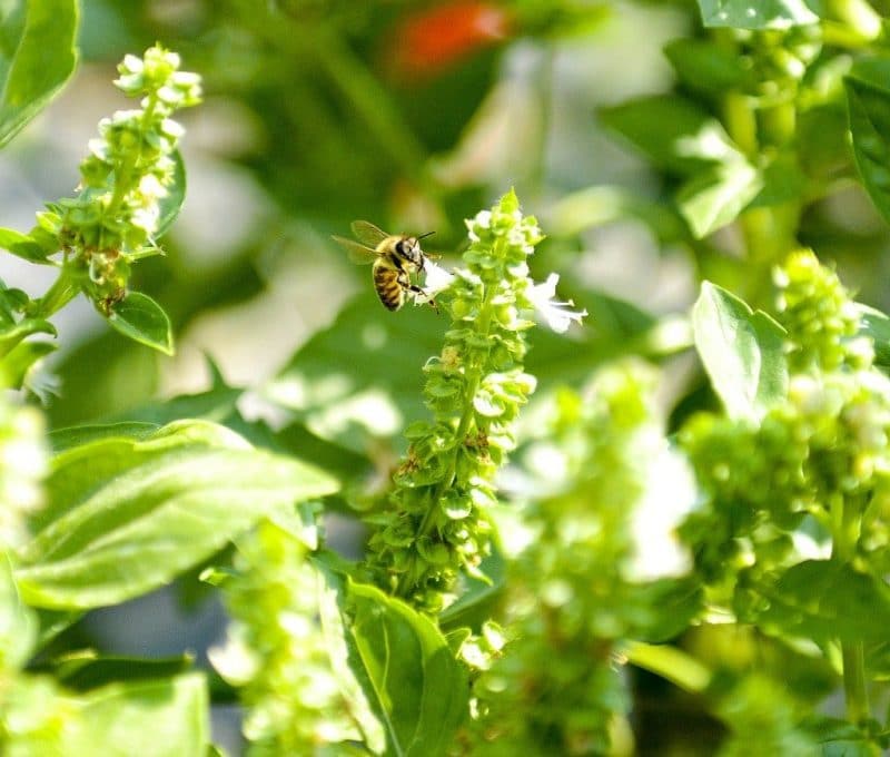 a honey bee on a white basil flower