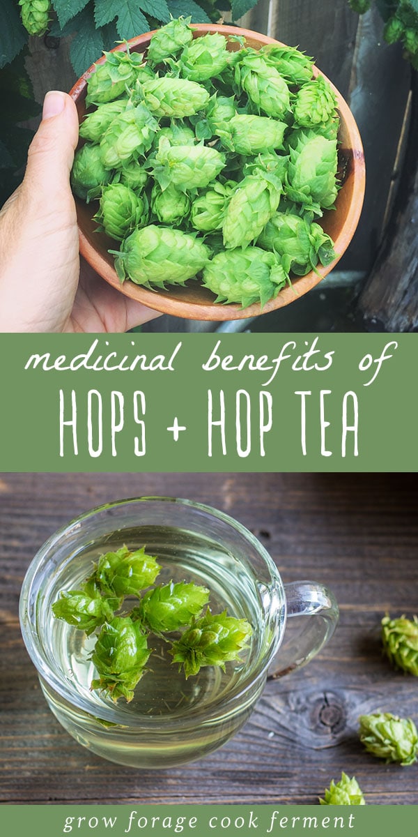 Hops have many health benefits and are perfect for adding to your herbal apothecary! Learn about the medicinal benefits of hops and how to make hop tea. #hops #hoptea #hopsbenefits #herbalism #naturalsleepaid #hoptincture #herbalmedicine #naturalremedy