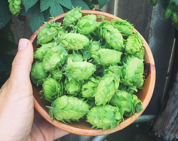 a hand holding a wooden bowl full of hops