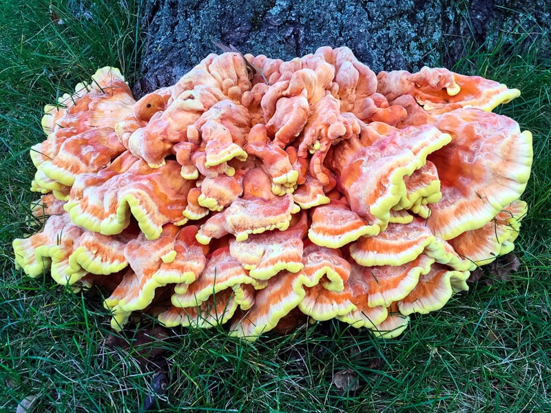 a chicken of the woods mushroom growing at the base of a tree