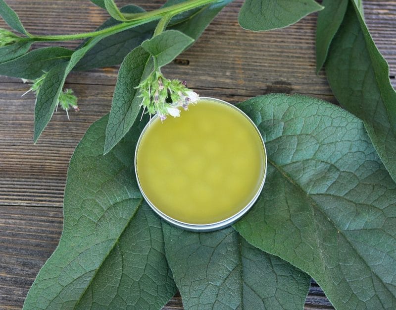 A tin of comfrey salve surrounded by comfrey leaves and flowers, on a wood background. 