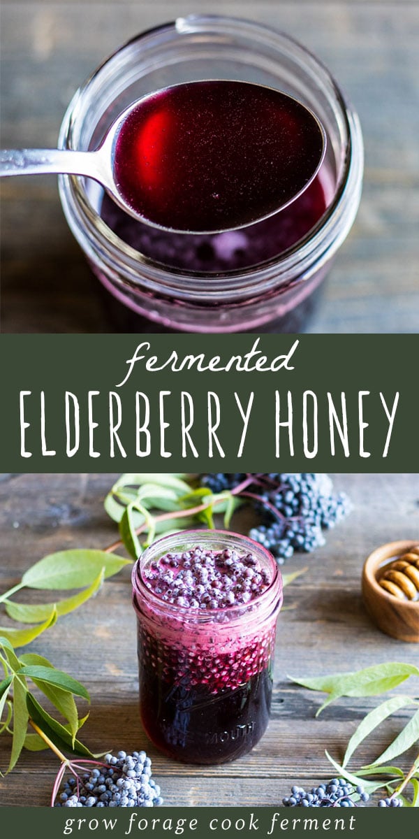 Make this fermented elderberry honey this season to help with cold and flu season. Use foraged elderberries to make this great tasting herbal remedy! #elderberry #honey #fermented #ferment #forage #elderberries #herbalism #herbalmedicine #naturalremedy